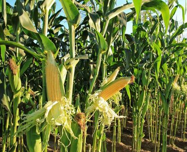 专家下调巴西8月份大豆和玉米出口预期