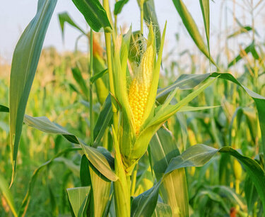 Ставрополье собирается перейти на отечественные семена кукурузы