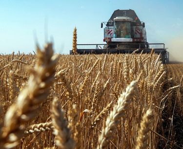 俄罗斯去年农业出口粮食6000万吨，创历史新高——农业部负责人