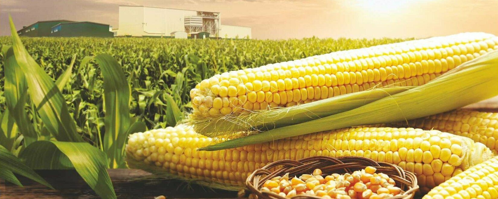 巴西计划恢复政府采购玉米