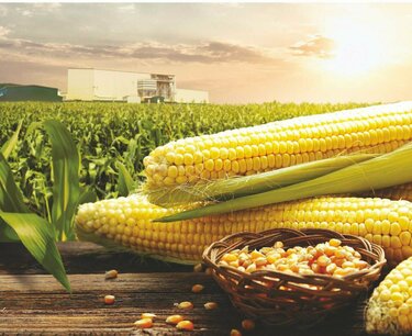 巴西计划恢复政府采购玉米
