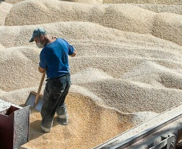 "Если кончимся мы, государству будет несладко". Что обрушило цены на зерно на Алтае?