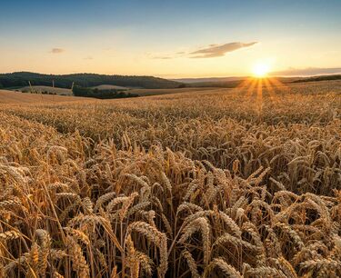由于需求和竞争，泛欧交易所小麦价格上涨