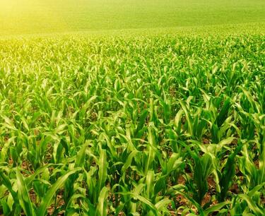 大麦出口关税将从10月18日起降低。 玉米和小麦关税将上调