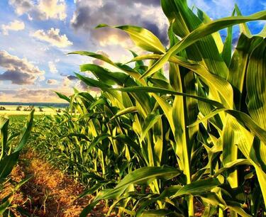 Сокращение прогноза производства сои и кукурузы в Бразилии