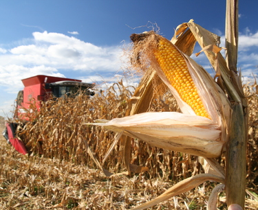 美国玉米收获工作已开始