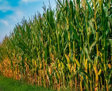 美国作物报告公布前，小麦和玉米下跌，大豆上涨