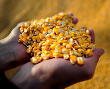 伊朗宣布采购玉米和粗粉招标