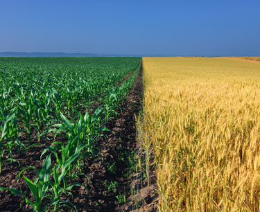 周三小麦和大豆价格上涨，玉米价格下跌