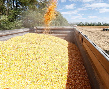 由於出口銷售令人失望，週四玉米、小麥和大豆價格下跌