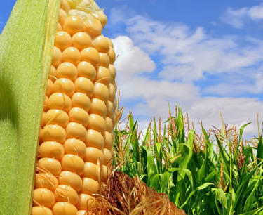 2023年摩尔多瓦玉米产量将增长3倍