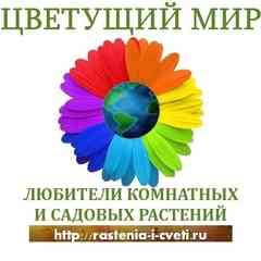 ⊰♥⊱ ЦВЕТУЩИЙ   МИР ⊰♥⊱ Комнатные и садовые цветы