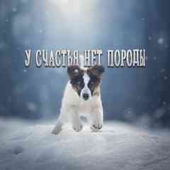 У счастья нет породы