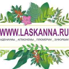 АДЕНИУМЫ - АГЛАОНЕМЫ - ПЛЮМЕРИИ-ЭКЗОТИКА- МИЛЯ