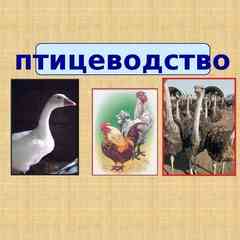 Птицеводство. ЛПХ. Объявления. Продажа. Покупка.