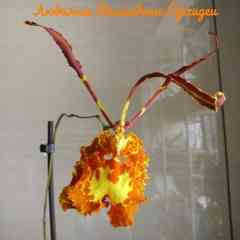 Любимые Волшебные Орхидеи Favorite Magic Orchids