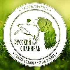 Русский спаниель — самый спаниелистый в мире!