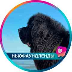 Ньюфаундленды!!!