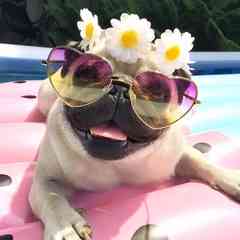 animal snaps