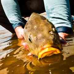Carp Fishing - карповая рыбалка