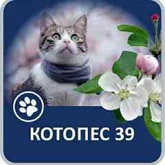 КОТОПЕС39 / Калининград Потеряшки Пристройство