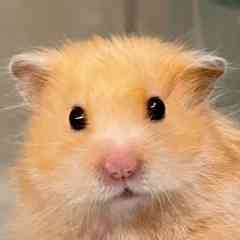 Hamsters