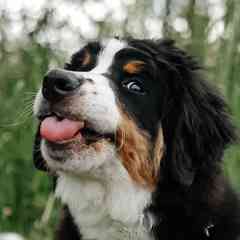 Бернский Зенненхунд | Bernese Mountain Dog