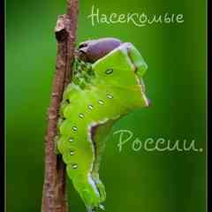 Насекомые России