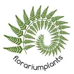 Florariumplants флорариум, палюдариум, аквариум
