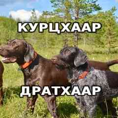 Курцхаар и Дратхаар: Охотничьи собаки