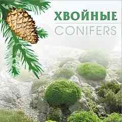 Декоративные хвойные