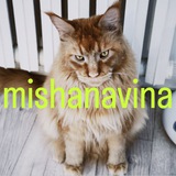 mishanavina