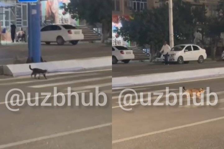 Порно видео Трахаются в машине сбоку у дороги, смотреть онлайн на Пердосе.