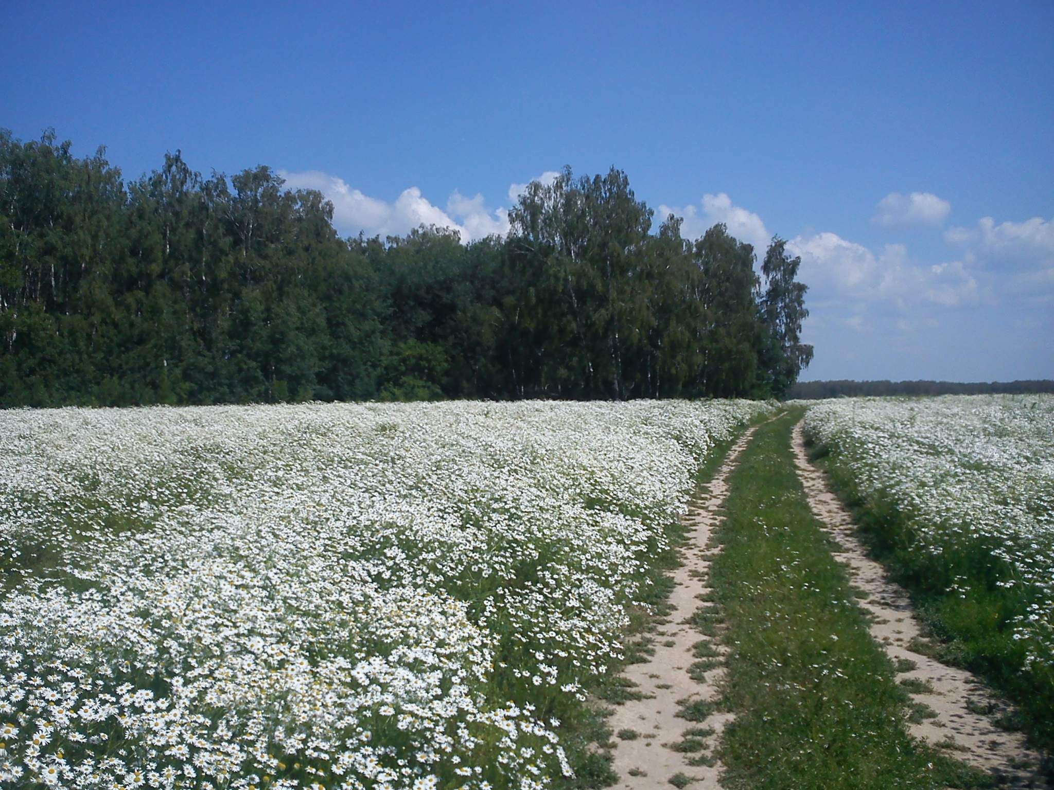 Объект по адресу Московская, Полевая улица 