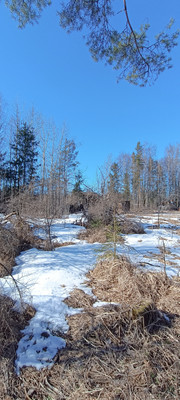 Объект по адресу Ленинградская обл, Лужский р-н, Массив Мшинская тер, ЛОС тер. СНТ