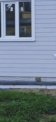 Объект по адресу Москва, Войтолово д, 6 