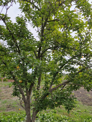 Объект по адресу Москва, Новая ул 