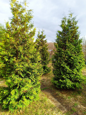 Объект по адресу Москва, Шахово д, 37 