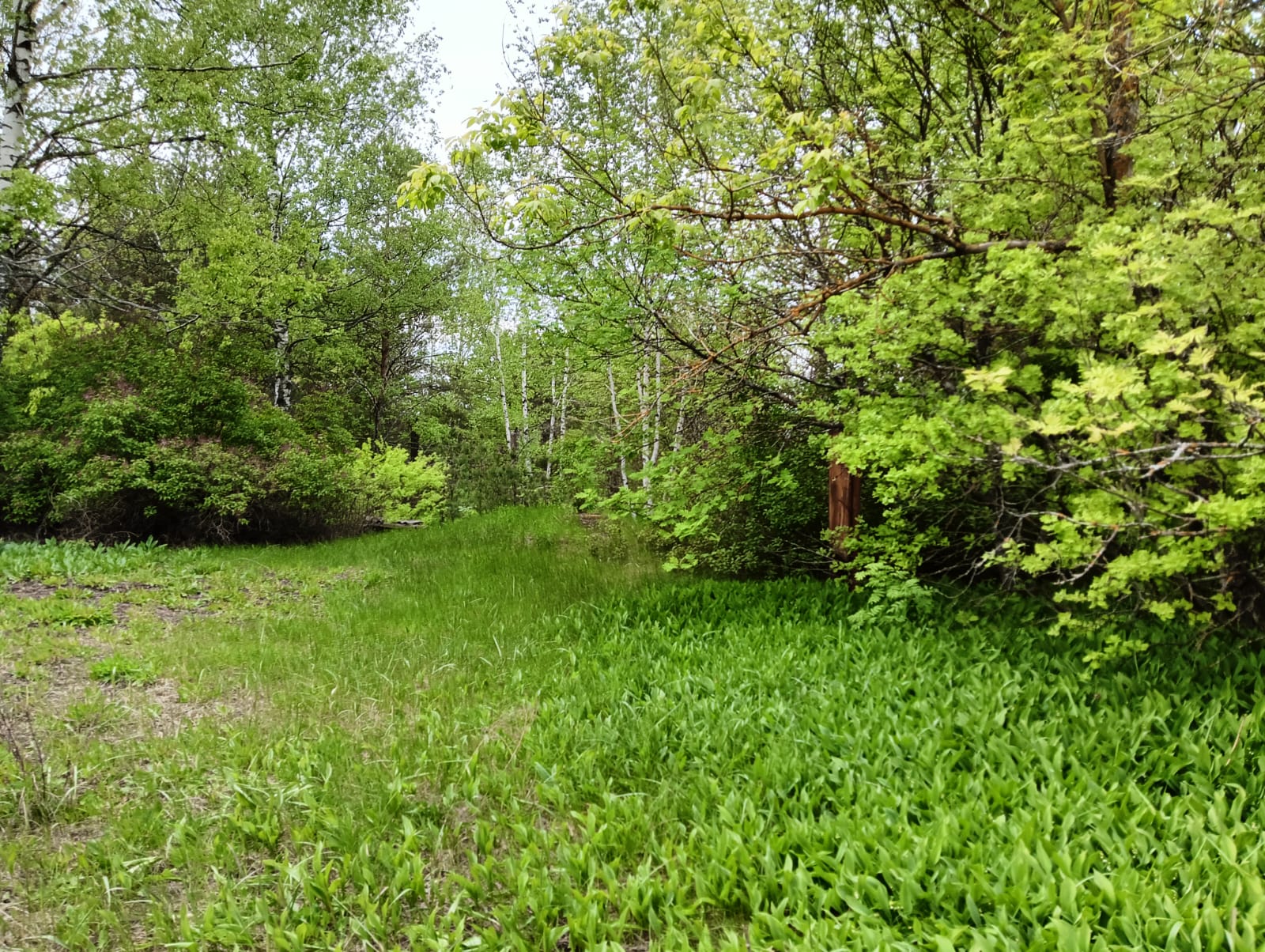 Объект по адресу Московская обл, Радовицы с, Сосновая ул, д. 20