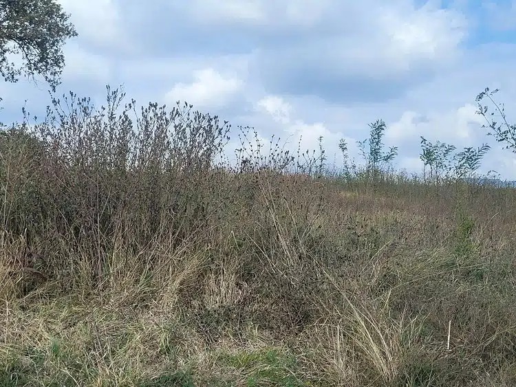 Объект по адресу Москва, Центральная улица 