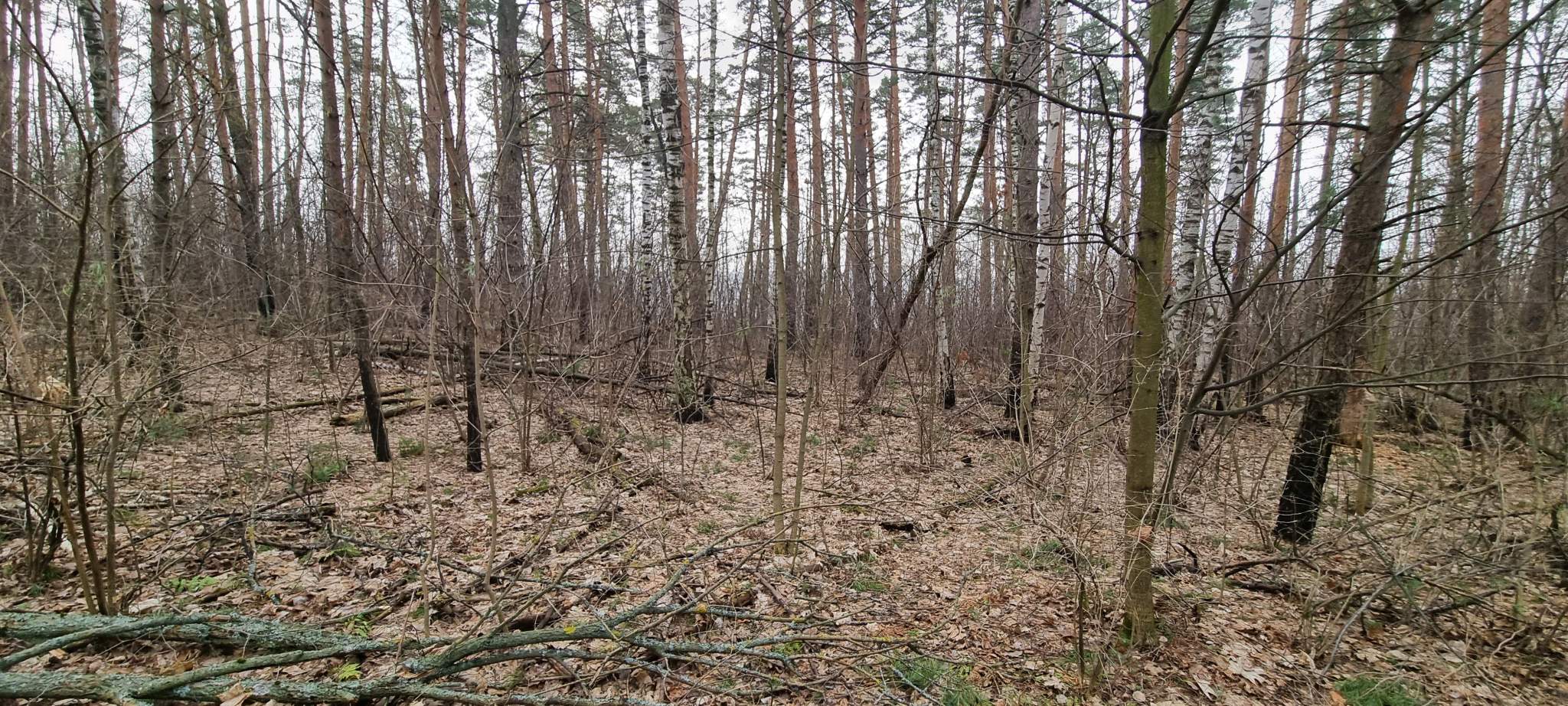 Объект по адресу Москва, базы отдыха Лесные дали территория 