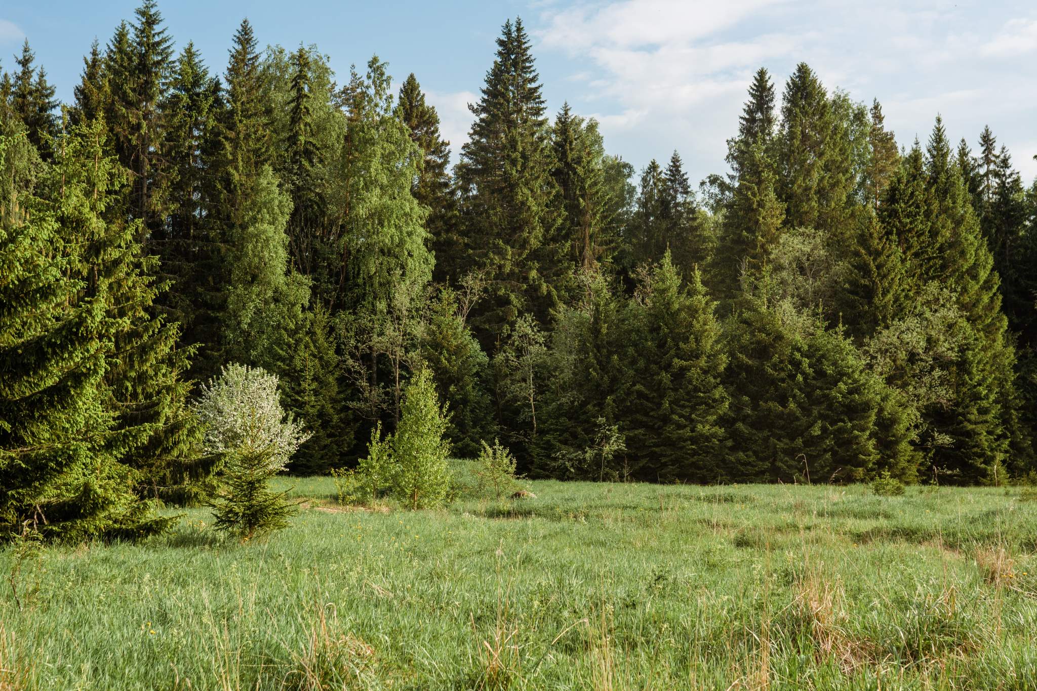Объект по адресу Ленинградская обл, Кингисеппский р-н, ДНТ Стремление тер, Березовая аллея