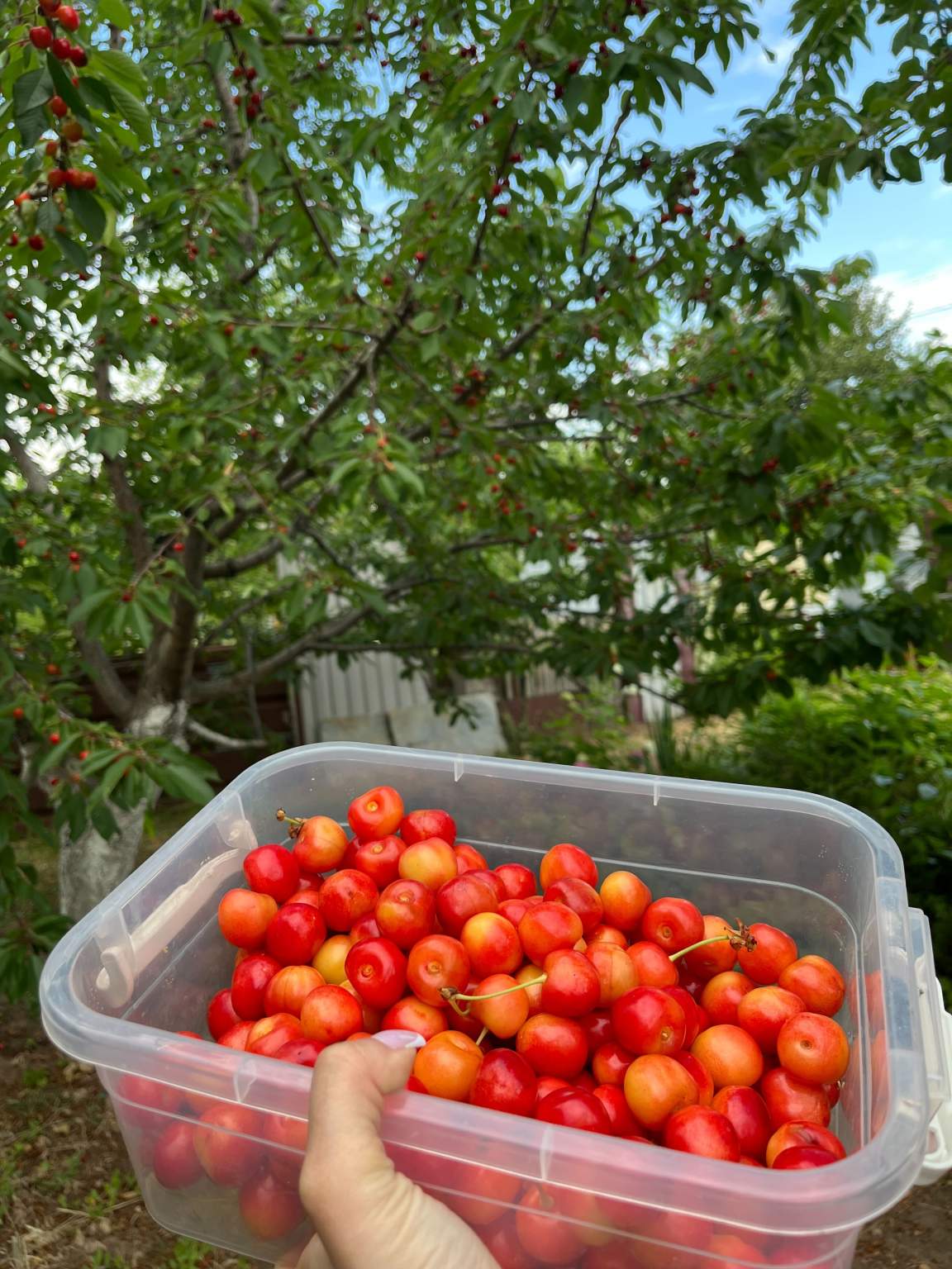 Объект по адресу Волгоградская обл, Тракторозаводский р-н, Дзержинец тер. СНТ, 101-я Винновская ул