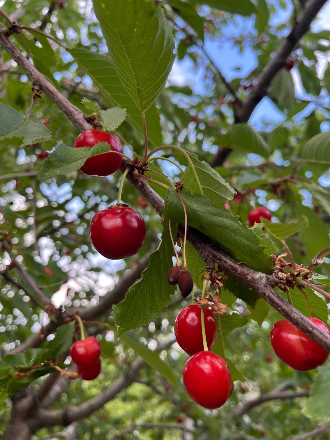 Объект по адресу Волгоградская обл, Тракторозаводский р-н, Дзержинец тер. СНТ, 101-я Винновская ул
