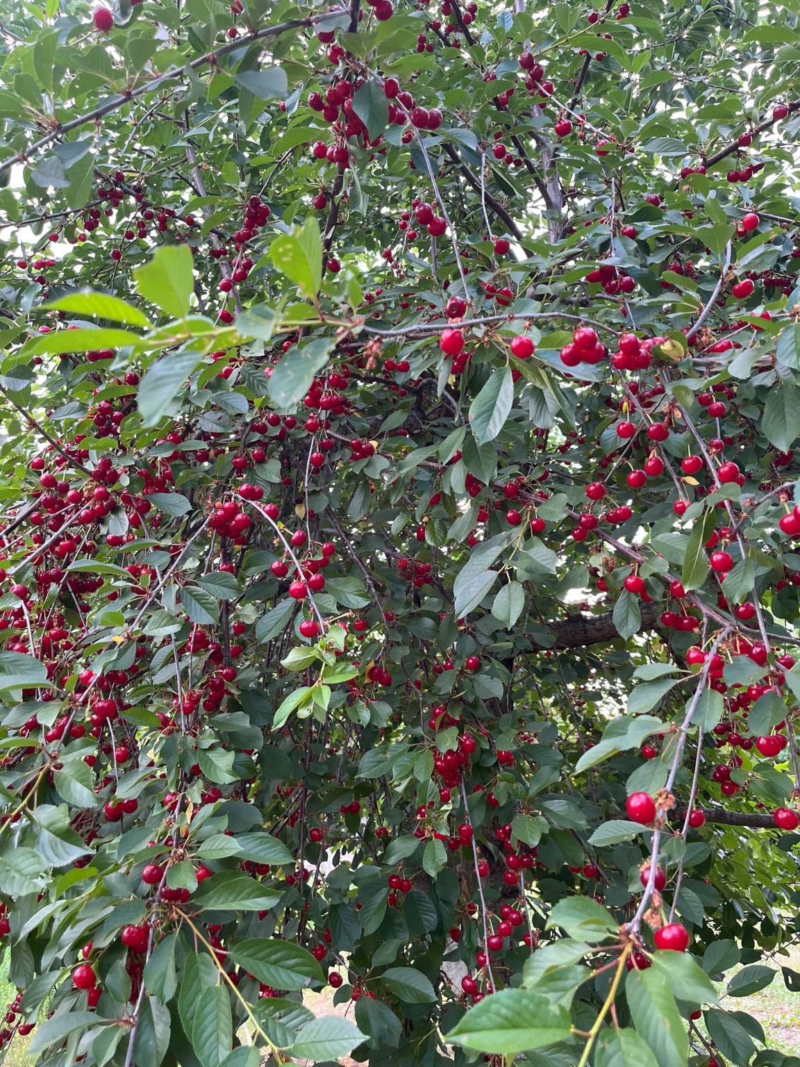 Объект по адресу Волгоградская обл, Тракторозаводский р-н, Дзержинец тер. СНТ, 101-я Винновская ул