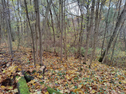 Объект по адресу Московская обл, Гаврилково д, Пойма тер. СНТ