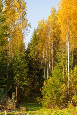 Объект по адресу Москва, Черемыкино д 