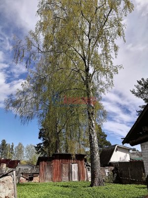 Объект по адресу Ленинградская обл, Приозерский р-н, Сосново п, Железнодорожная ул, д. 59