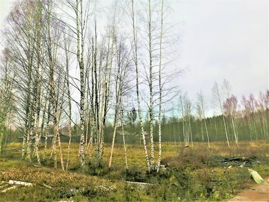 Объект по адресу Ленинградская обл, Приозерский р-н, Светлое д, Курортная ул