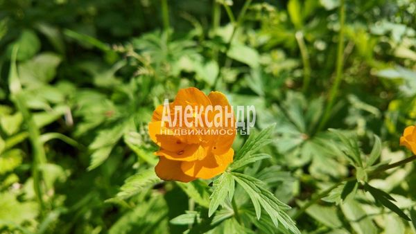 Объект по адресу Ленинградская обл, Лужский р-н, Слапи д, Центральная ул, д. 10А